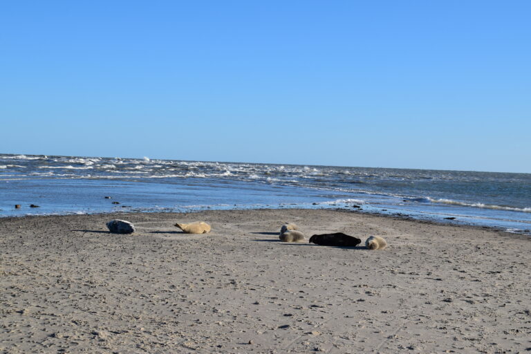 Grenen1
